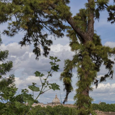 orto botanico vista san pietro