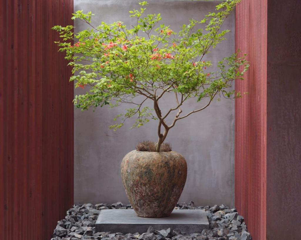 Il giardino del vicino è sempre più zen