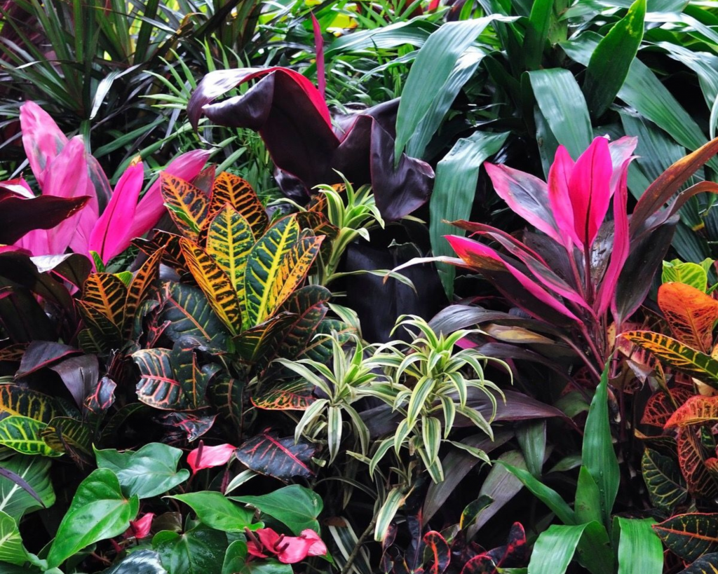 10 piante tropicali da interno facili da curare