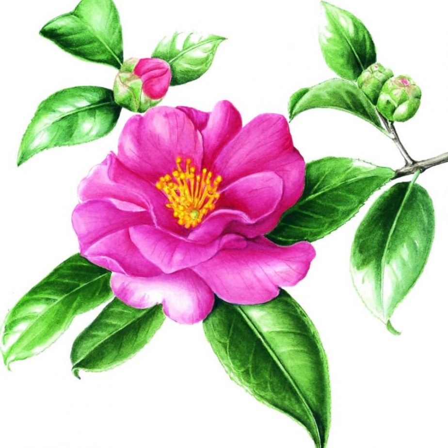 1.acquerello