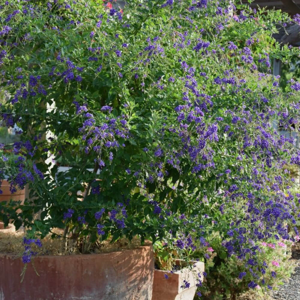 GIARDINO GIAPPONESE IN CASAcome creare un giardino zen - Scuola del Verde  Roma