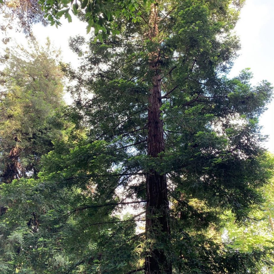 5 forest bathing